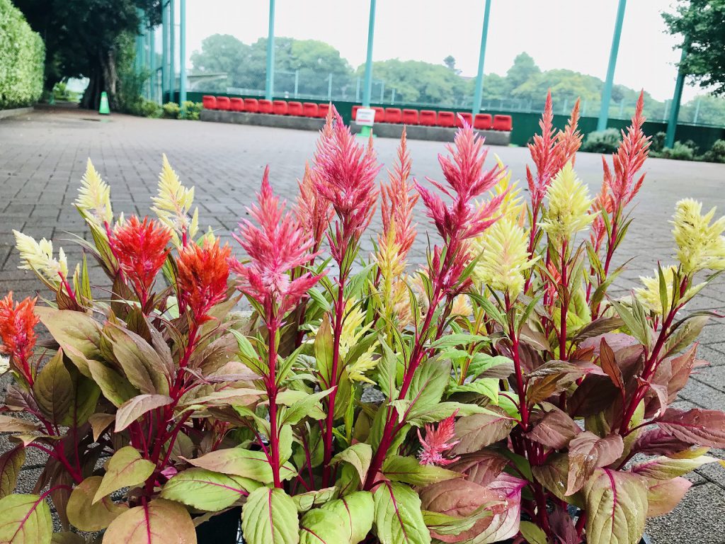 お知らせ 正門前のプランターの寄せ植えにきりしまの秋を植栽しました 文京区立 目白台運動公園