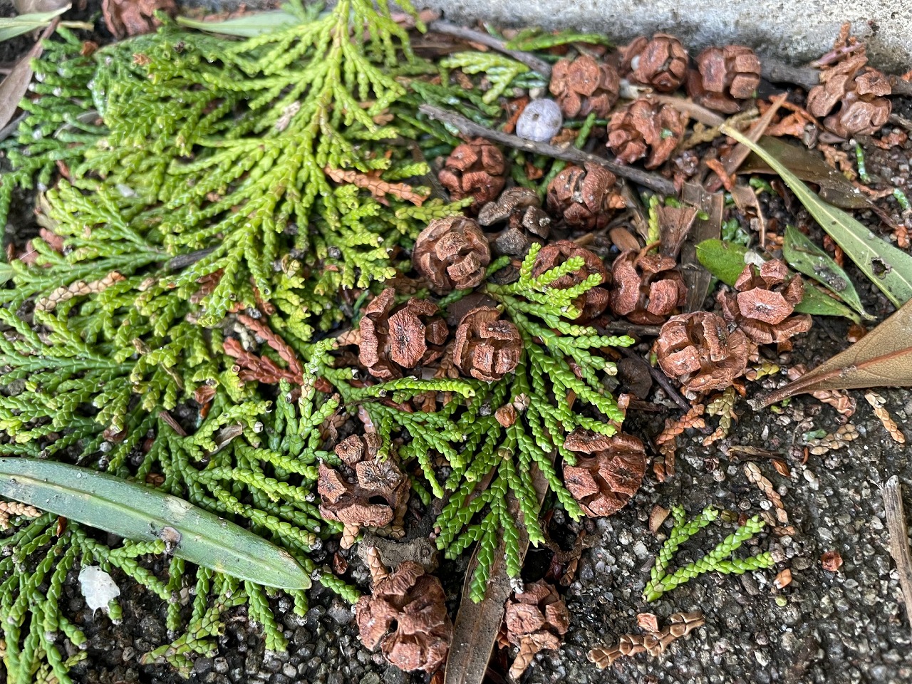 ヒノキの実付き枝 - 植物/観葉植物